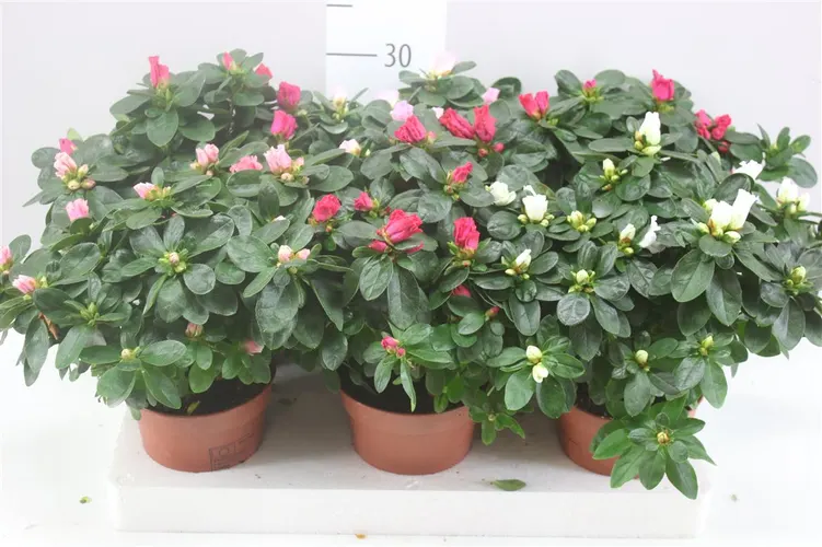 Rhododendron Si Gemengd črepník 14 cm