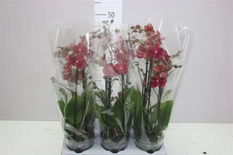 Orchidea Phalaenopsis Mtfl červená, 2 výhony črepník 12 cm
