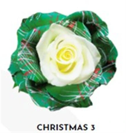 Ruža farbená Xmas 3, Ekvádor 50 cm