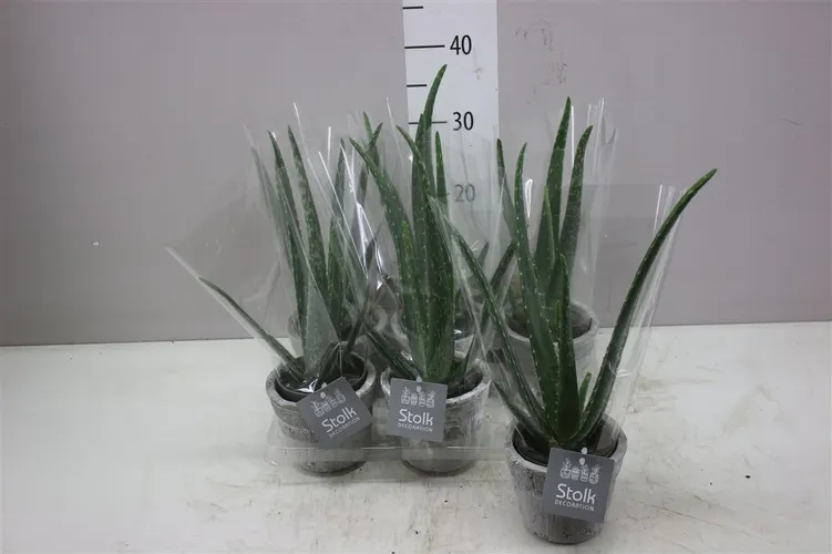 Aloe Vera Stone Keramiek črepník 11 cm