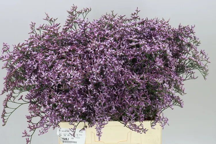 Lim. Saf Lilac 70 cm