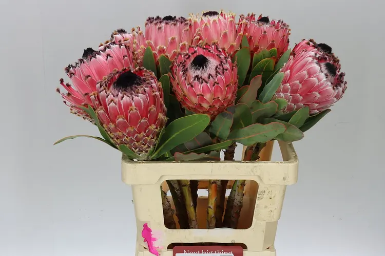 Protea Barbigera 60 cm