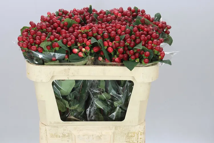 Hyp Red Light Romance 70 cm