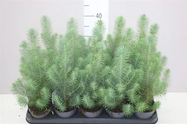 Pinus Silver Crest črepník 10,5 cm