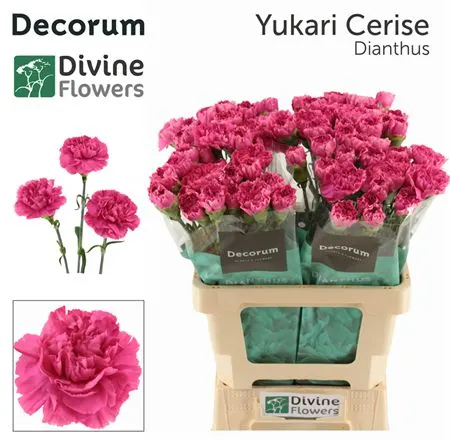 Di St H. Yucari Cerise 60 cm