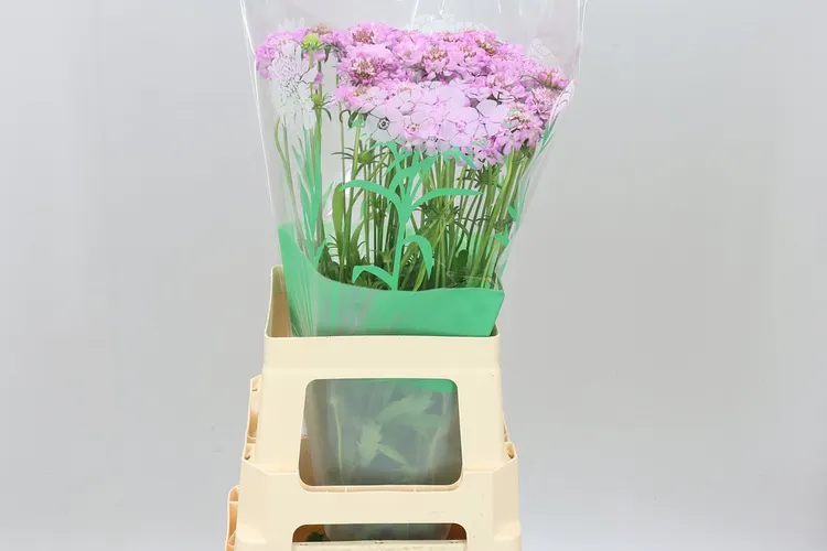 Scabiosa Atr Fabienne 65 cm