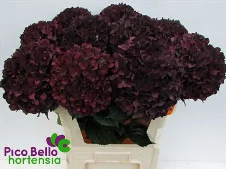Hyd Ruby Aubergine Classic 80 cm