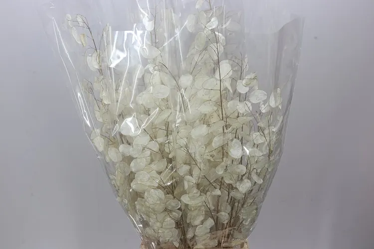 Lunaria Wit 60 cm