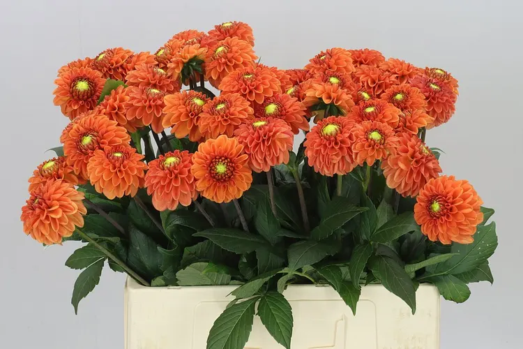 Dahlia Bright Orange 60 cm