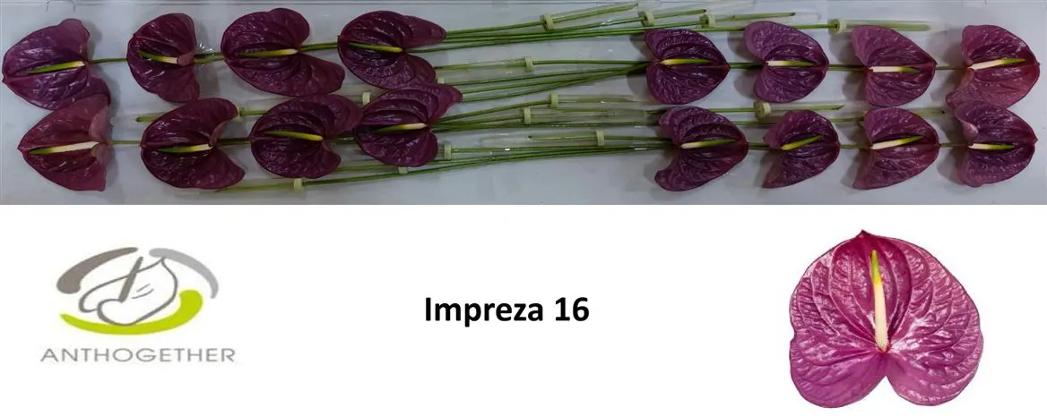 Antúrium Impreza