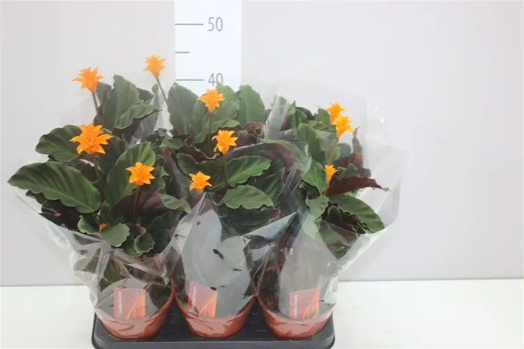 Calathea Crocata 3-4 črepník 14 cm