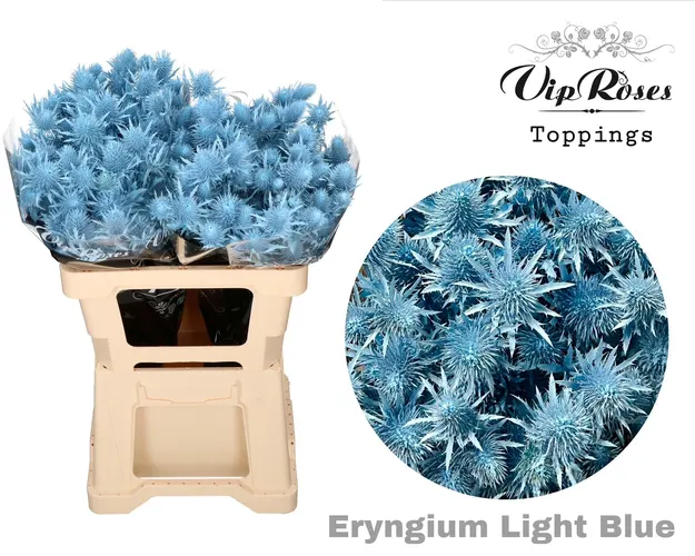 Eryngium Supernova Light Blue 60cm 60 cm