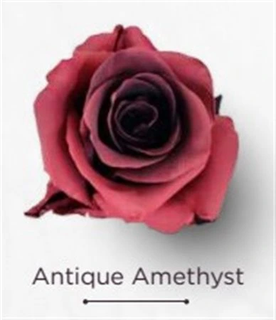 Ruža farbená Antique Amethyst, Ekvádor 50 cm