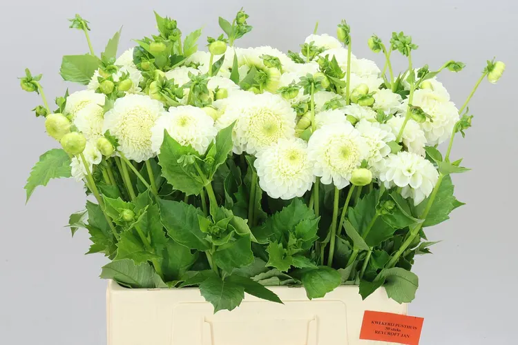 Dahlia Reycroft Jan 60 cm