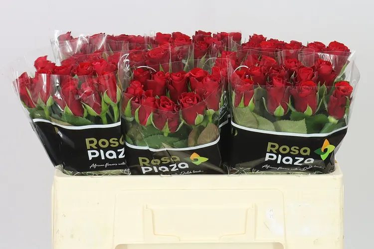 Ruža Red Ribbon 50 cm