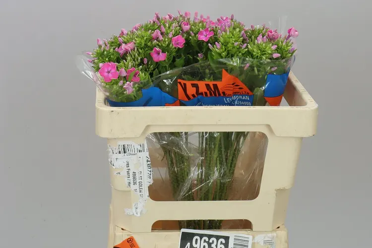 Phlox P Senora Pink 50 cm