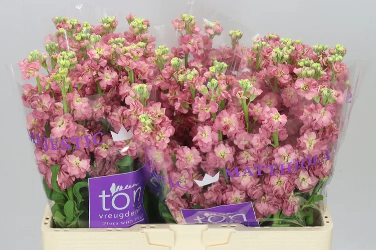 Matthiola Antiqu Rose 57 cm