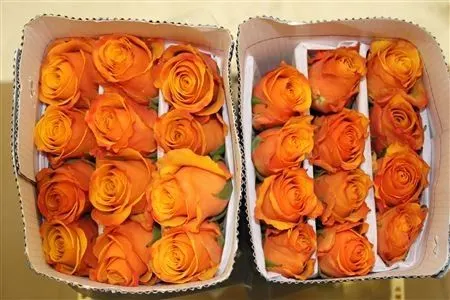 Rosa Gr Co Tycoon 50 cm