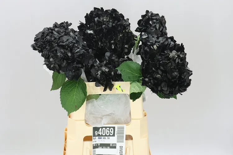 Hortenzia Lilac Abs. Box Ex 65 cm