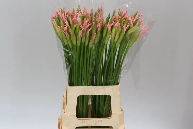 Nerine Pale Pink 70 cm