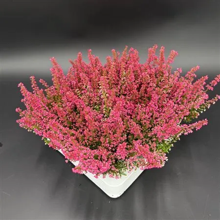 Erica Zo Beauty Queen Mini Rood črepník 7 cm
