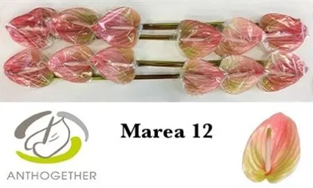 Anth Marea