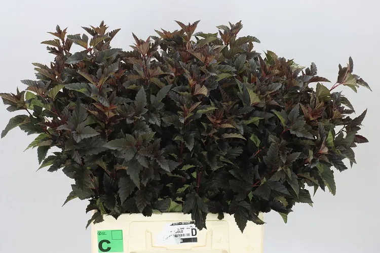 Physocarpia Black 60 cm
