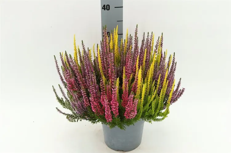 Calluna Beauty Ladies Trio črepník 17 cm