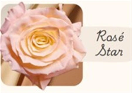Ruža farbená Rose Star, Ekvádor 50 cm