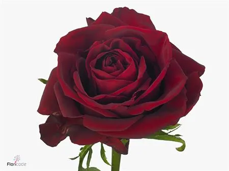Rosa Gr Ever Red 40 cm