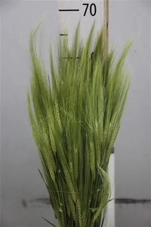 Gerst ( Barley ) 60 cm