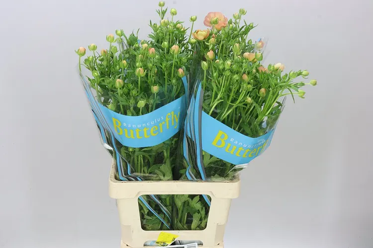 Ranuncul Butterfly Eris 70 cm