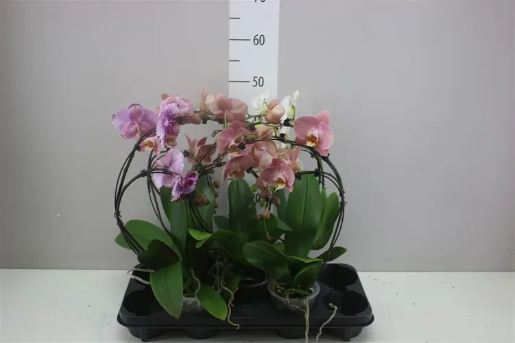 Orchidea Phalaenopsis Boomerang mix, 2 výhony črepník 12 cm