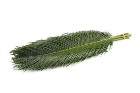 Cycas 80 cm