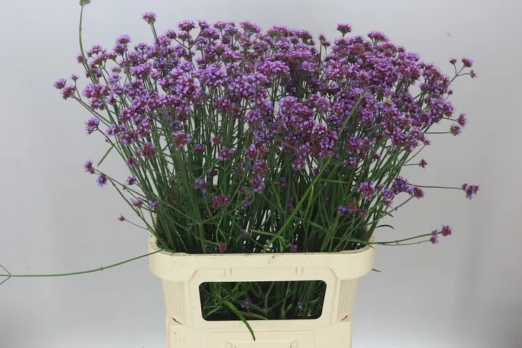 Verbena Has Pink Spires 85 cm