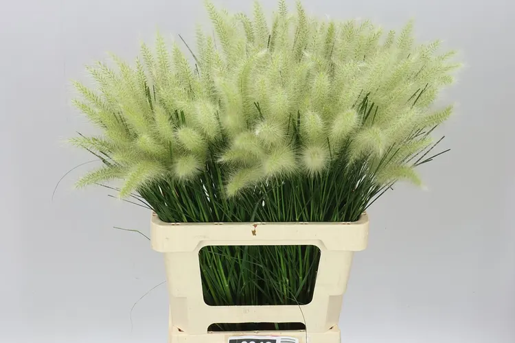 Pennisetum Blondi 65 cm
