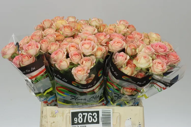 Rosa Tr Azore X5 40 cm