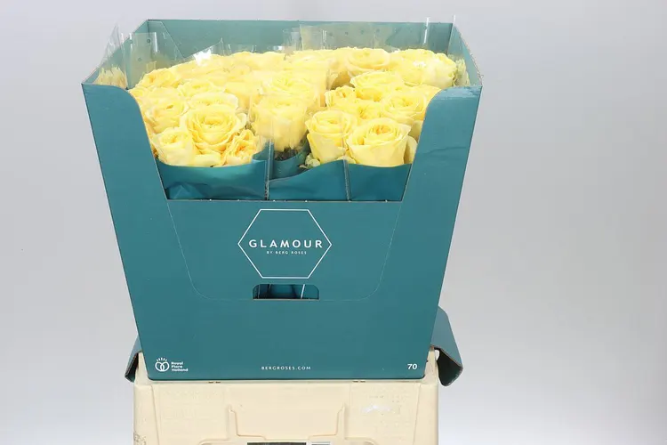Rosa Gr Buttercup 70 cm
