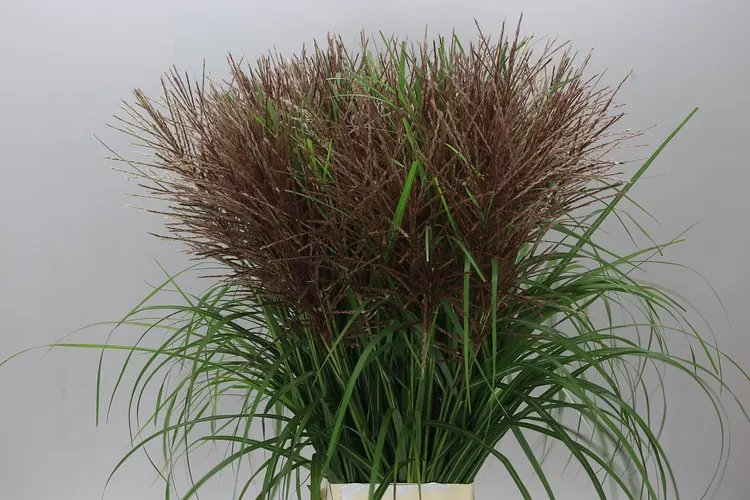 Miscanthus Rotfeder 100 cm