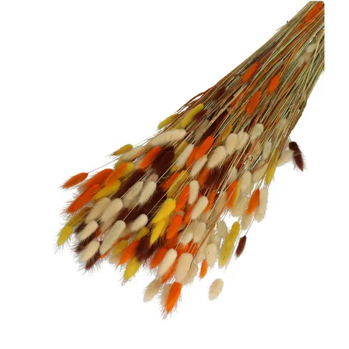 Sušený kvet Lagurus mix oranžová 65 cm