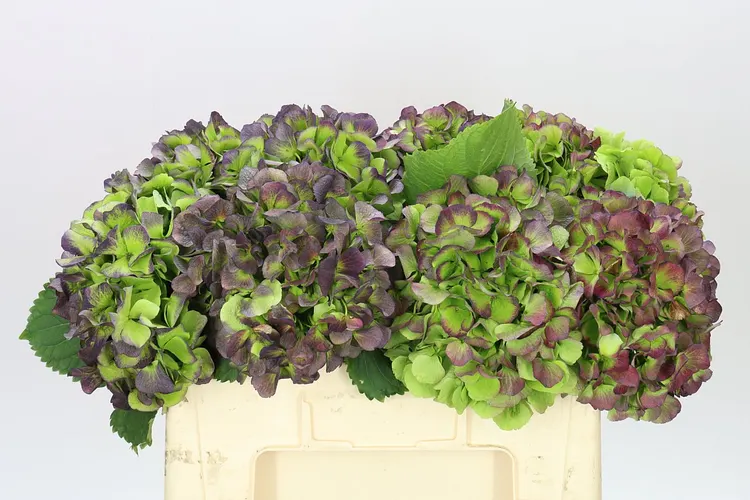 Hortenzia Verena Green Purple Classic 50 cm