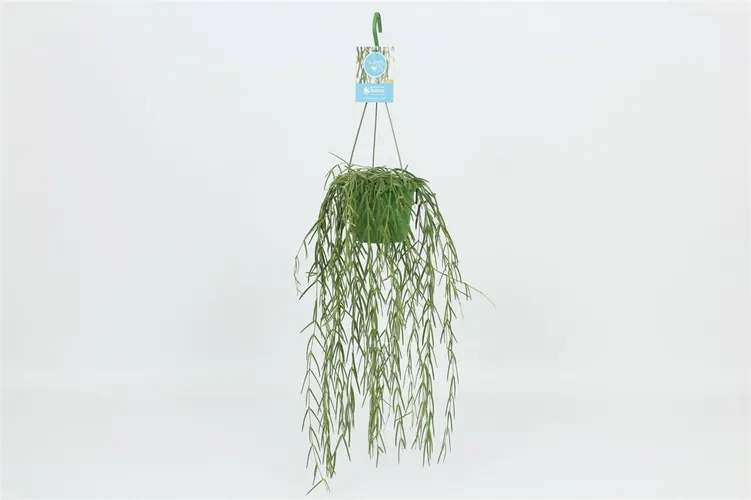 Hoya Linearis Hang črepník 14 cm