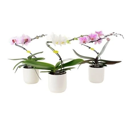 Orchidea Phalaenopsis Balletto mix v obale White Lazio, 1 výhon črepník 12 cm