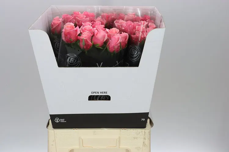 Rosa Gr Barby 70 cm