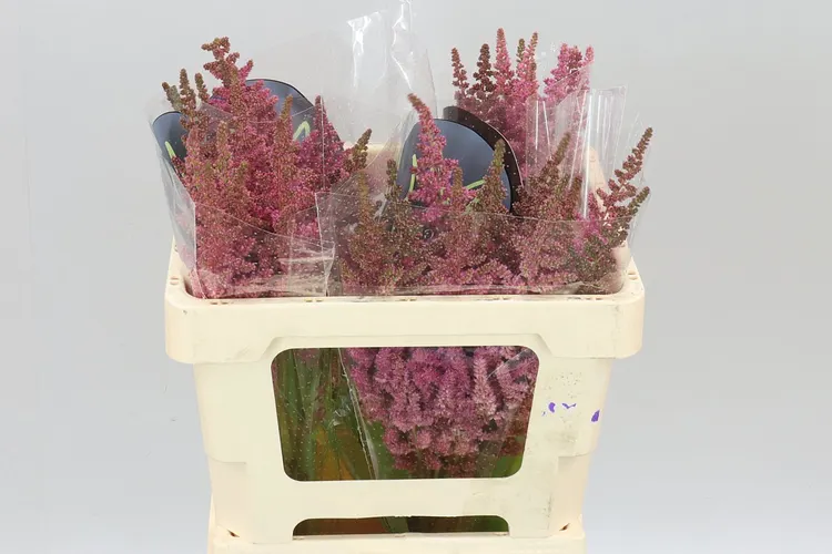 Astilbe Vision Pink 55 cm