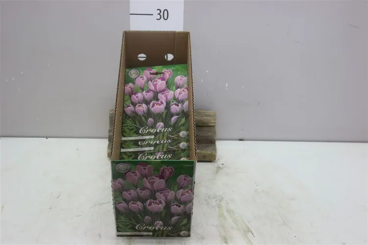 Bol Crocus Vernus Pickwick X10