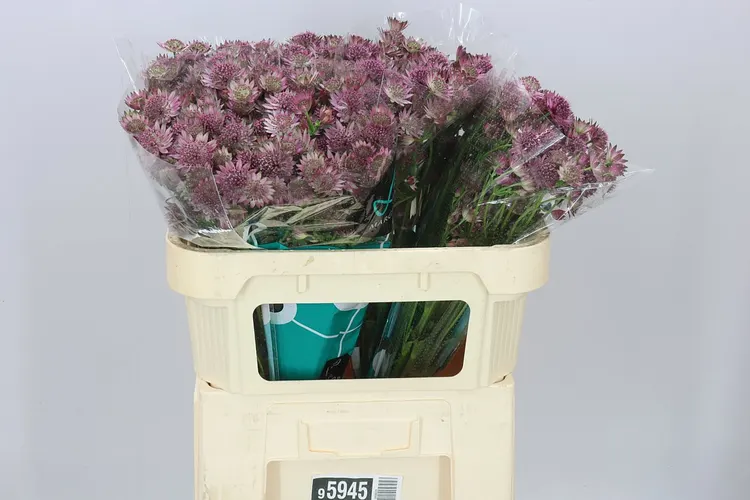 Astrantia Roma 70 cm