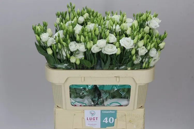 Eust Du Rosita White 70 cm