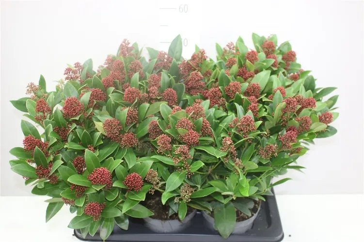 Skimmia Rubella 16+ črepník 17 cm