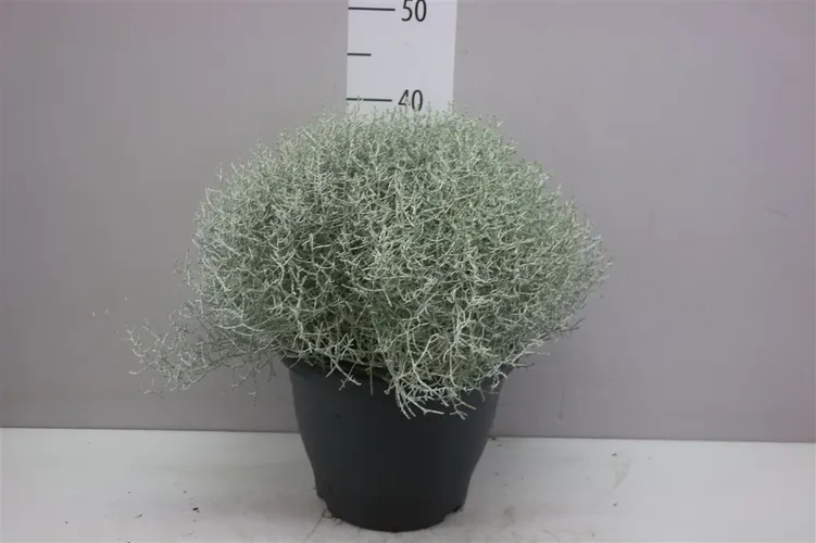 Calocephalus Xl črepník 26 cm